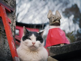 ねこ1