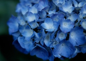 https---www.pakutaso.com-assets_c-2015-06-KAZ852_tuyutokidokiajisai-thumb-1000xauto-18395